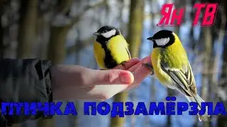 поймали птичку
