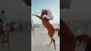 @ Ринат Төренің әніне бейне ролик.