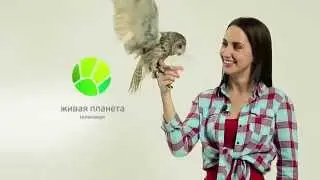 Элеонора Любимова. ID ведущих на телеканале Живая планета.