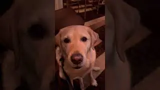 My dog went to a party in NYC!