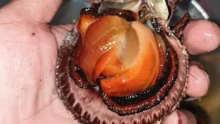 kinilaw na scallops