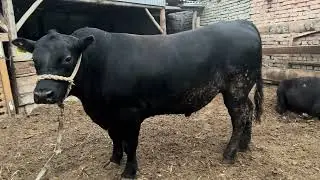 Боқувга таййорларидан 903057667 905651392