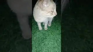 Рыжик хромает. #cat #котенок #кошка