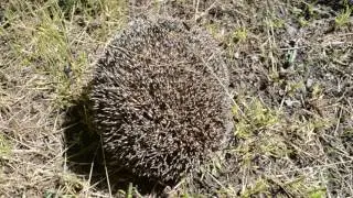 Какие звуки издает ежик