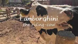 乗用牛のランボルギーニ Lamborghini the riding-cow