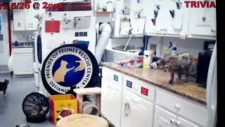 FFRC cats- Camvie intimidates Trusty, Derecho disciplines kitten Aragorn