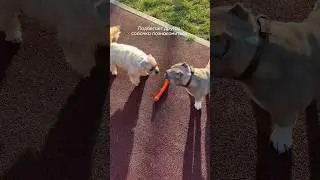 Why is everyone so afraid of bullies? 🥺 