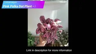 Pink Polka Dot Plant – Information and How to Care (Easy Guide)