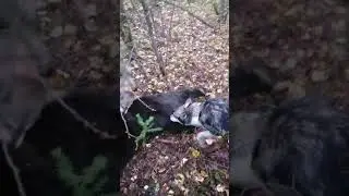 Универсальные Лайки : Миф или Реальность ?