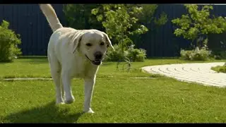Dogs Videos Beautiful nice dog