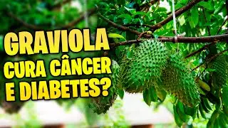 ✅ [GRAVIOLA] Saiba quais são os benefícios e perigos dessa fruta para sua saúde!