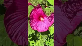 Hibiscus blooms in Vermont! Six-inch flowers!