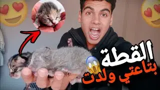 القطة بتاعتي ولدت 😱😍 وحاجات حصلت غريبه عند الحمام 🥰🕊️🔥
