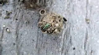 Gray Fox Scat Examination
