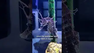 Rescuing stranded seahorses #animals #love #shorts