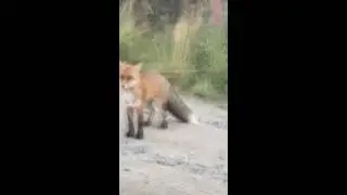 Шок. Наглая лиса в пригороде Мурманска.
