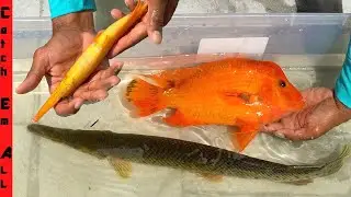 RAREST HYBRID FISH Breed CAPTURED in FLORIDA!