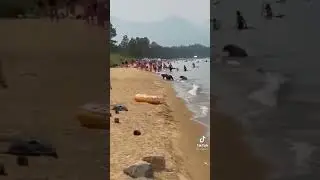 Медведи на море.