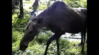Секачи полосатые, лосиха пузатая и другие на фотоловушку в лесу
