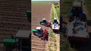 Посев трактором BELARUS 80Х