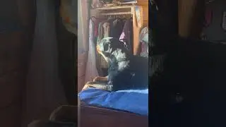 А любите ли вы Мияги так , как моя собака?)) Гебе зашел трек из нового альбома) #мияги #собака