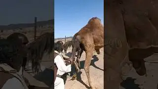 Cimrigaa Raagey Geel dhalaayu kutusaa