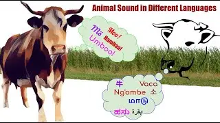 Animals Sound in Different Languages