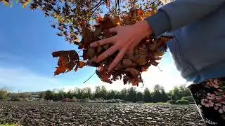 Autumn Herbst 🍂 Smartphone Handy iPhone Pro Max BRoll Footage