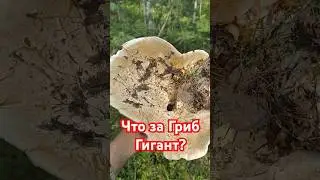 Что за Гриб 🍄🍄🍄 Гигант.