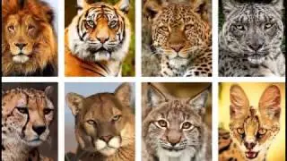 Дикие кошки. Wild cats.