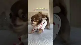 Dog’s Disturbing & Loud Screams Recorded 😰 BEWARE 🔊‼️