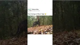 Rare footage of Black Tiger 