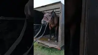 Пама вернулась домой 🌾🐎) 