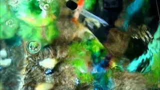 my aquarium #3 the healing of white spot