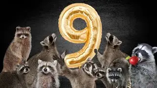 9 Raccoons!