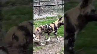 Beautiful! #wild #wildlife #safari #run #animal #dog #k9 #zoo #wilderness