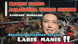 Update Harga Aglaonema Kandang Ade Aryzona
