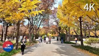 Autumn Leaves in Seoul Forest Park l Bicycle Tour l 2024.11.5 / 서울숲 단풍