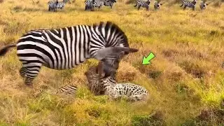 LEOPARD GETS BITED BY ZEBRA AND SEE WHAT HAPPENED