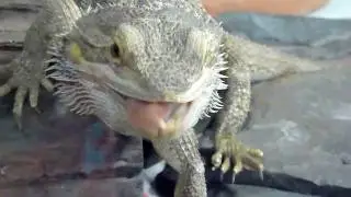 Feeding the Bearded Dragon Lizard