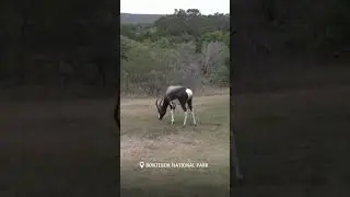 Bontebok National Park #sanparks