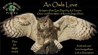An Owls Love