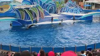 Pilot Whale Show: Sea World, San Diego, CA: Feb. 2022