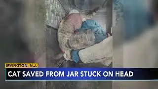 New Jersey man rescues cat with head stuck in jar on Christmas Day