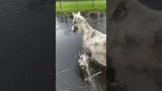 haa cute horses n goats