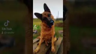 Реакция моей собаки на этот звук 