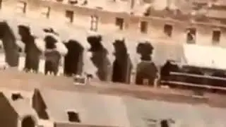 Дрались гладиолусы на мечах