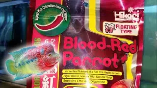 Hikari Blood Red Parrot Plus biar Louhan MERAH kaya Cabe ¦ Feeding Flowerhorn