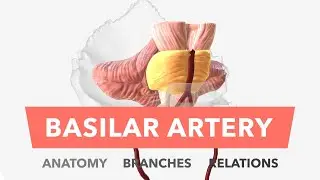 Basilar Artery - Anatomy, Branches & Relations