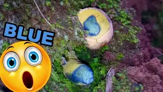 Mushroom turns blue | Inkstain Bolete (Boletus pulverulentus)